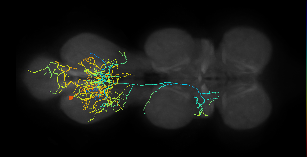 lineage NB3-5 primary interneuron