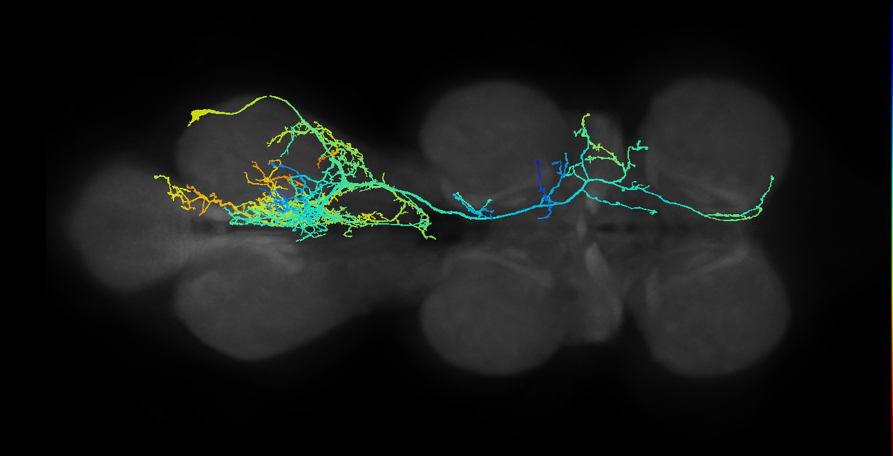 lineage NB3-5 primary interneuron