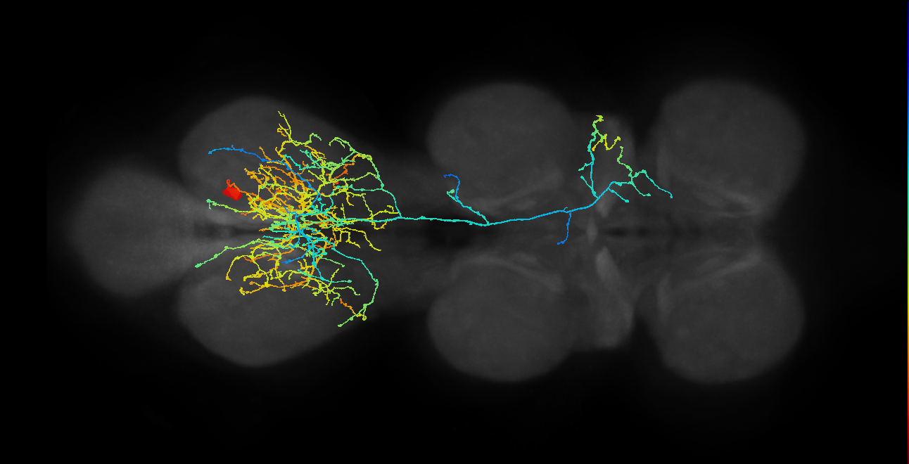 lineage NB3-5 primary interneuron