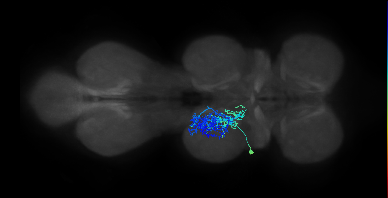 adult VNC neuron