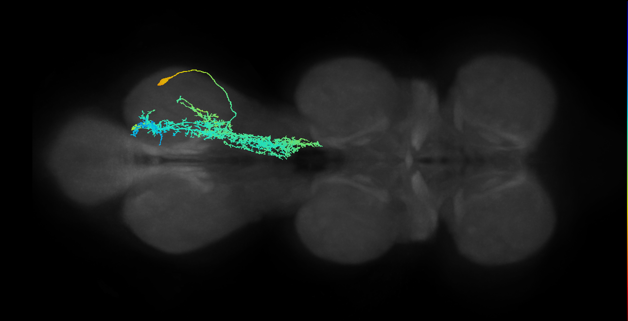 IN09A016_R (MaleCNS:801681)