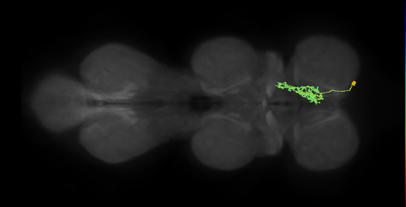 IN09A018_R (MaleCNS:800629)