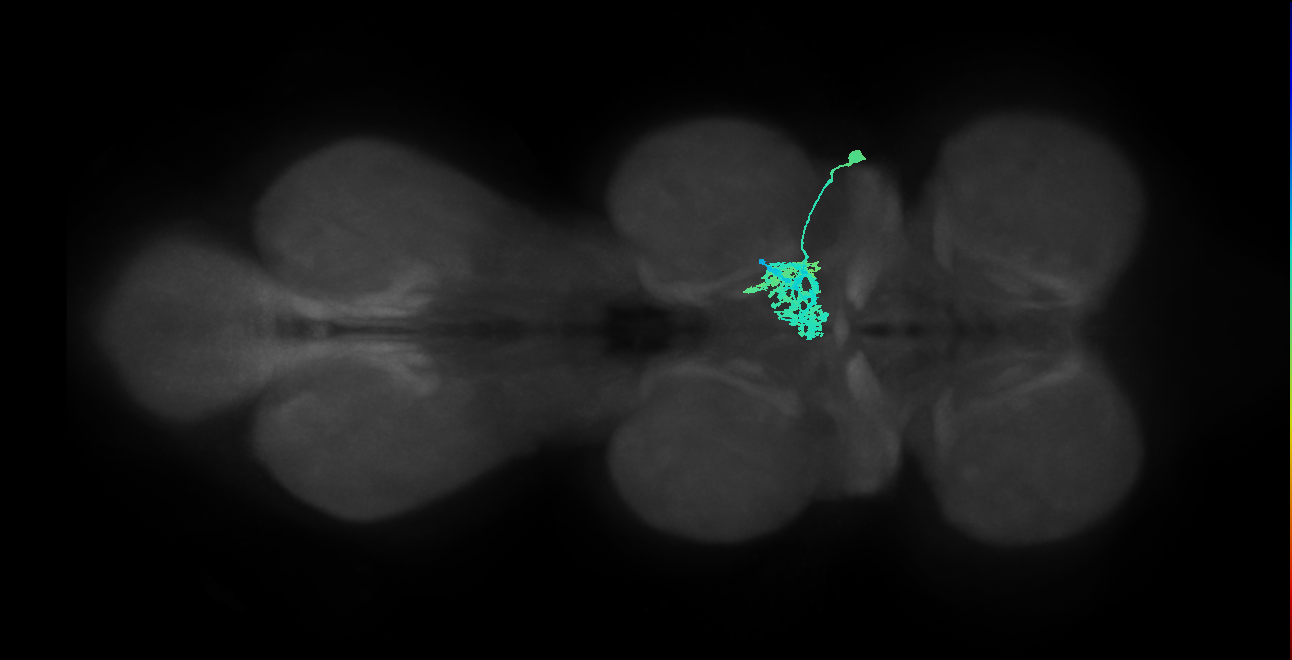 IN09A018_R (MaleCNS:807905)