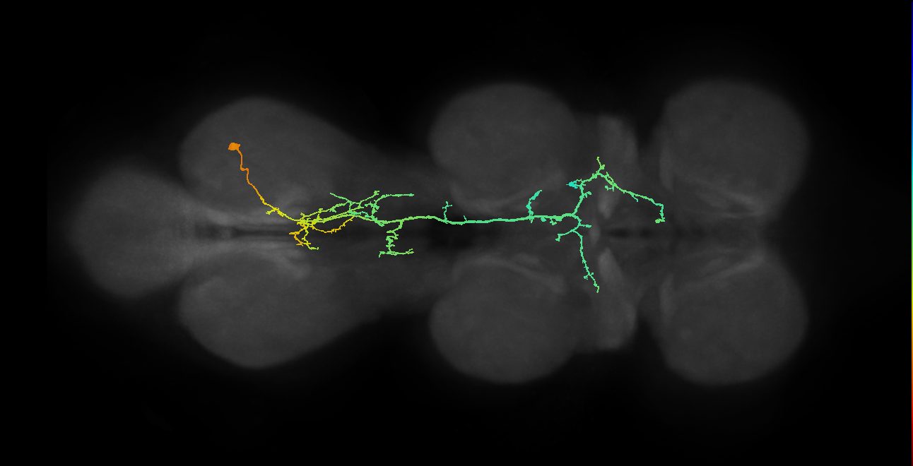 IN09A019_R (MaleCNS:810081)