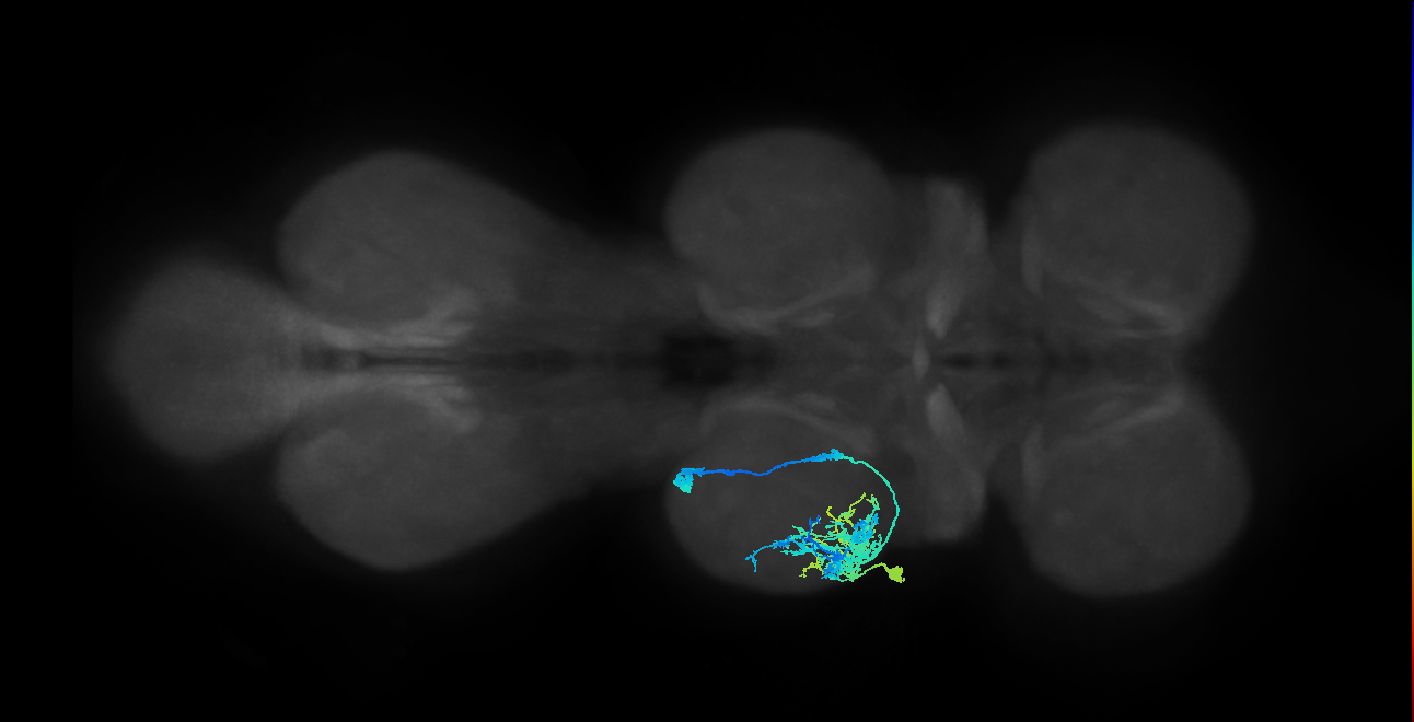 IN09A021_L (MaleCNS:805911)