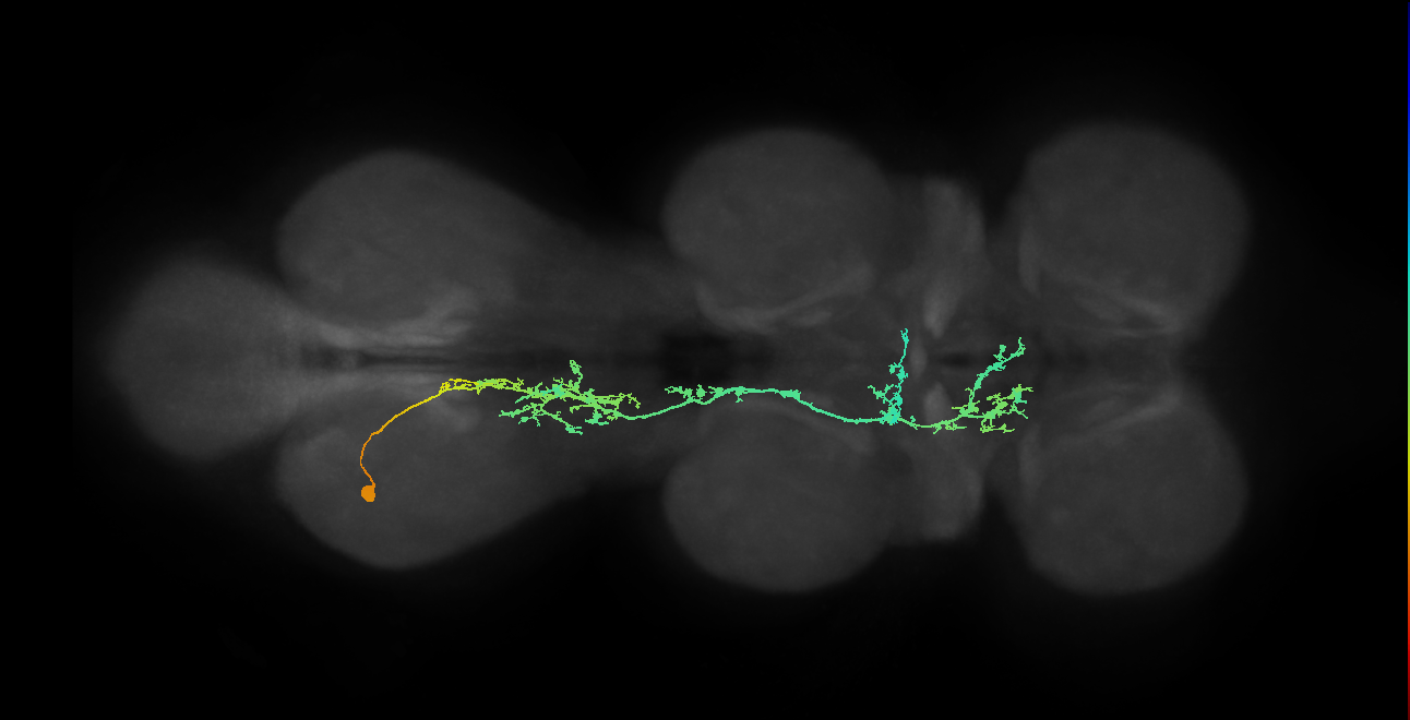 IN09A023_L (MaleCNS:906459)