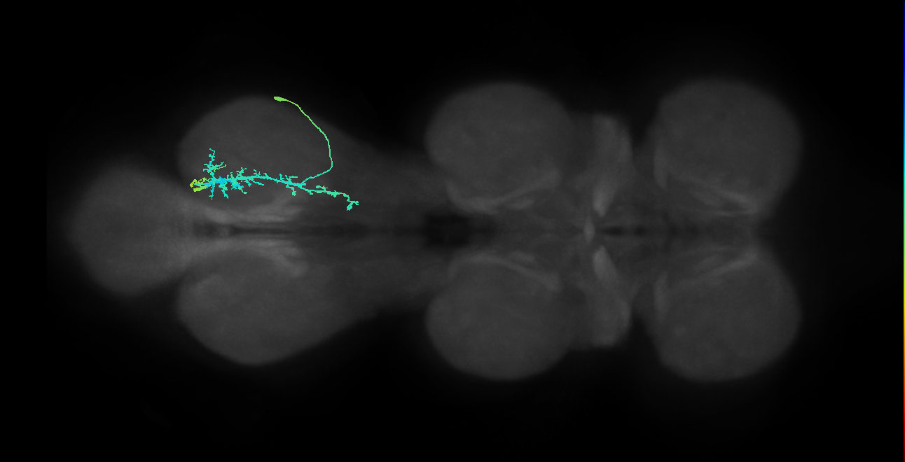 IN09A028_R (MaleCNS:801852)