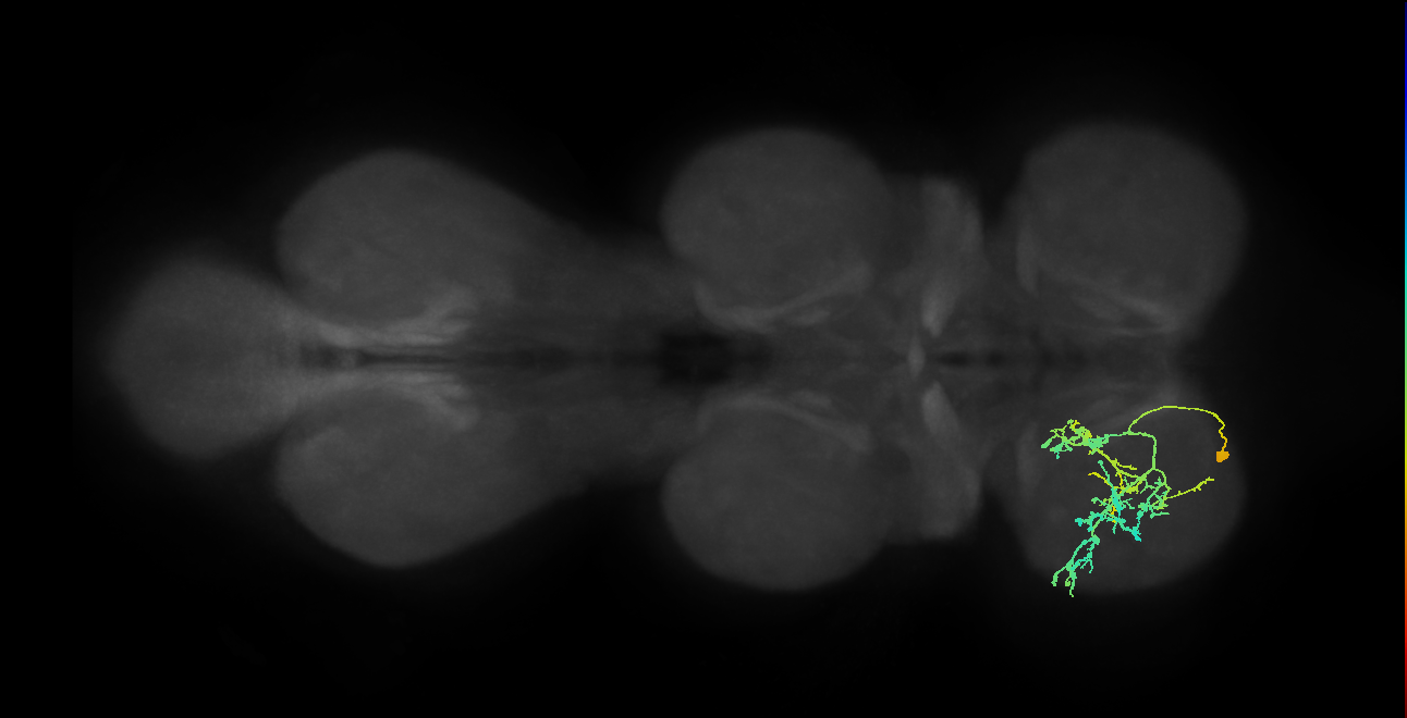 IN09A033_L (MaleCNS:935389)