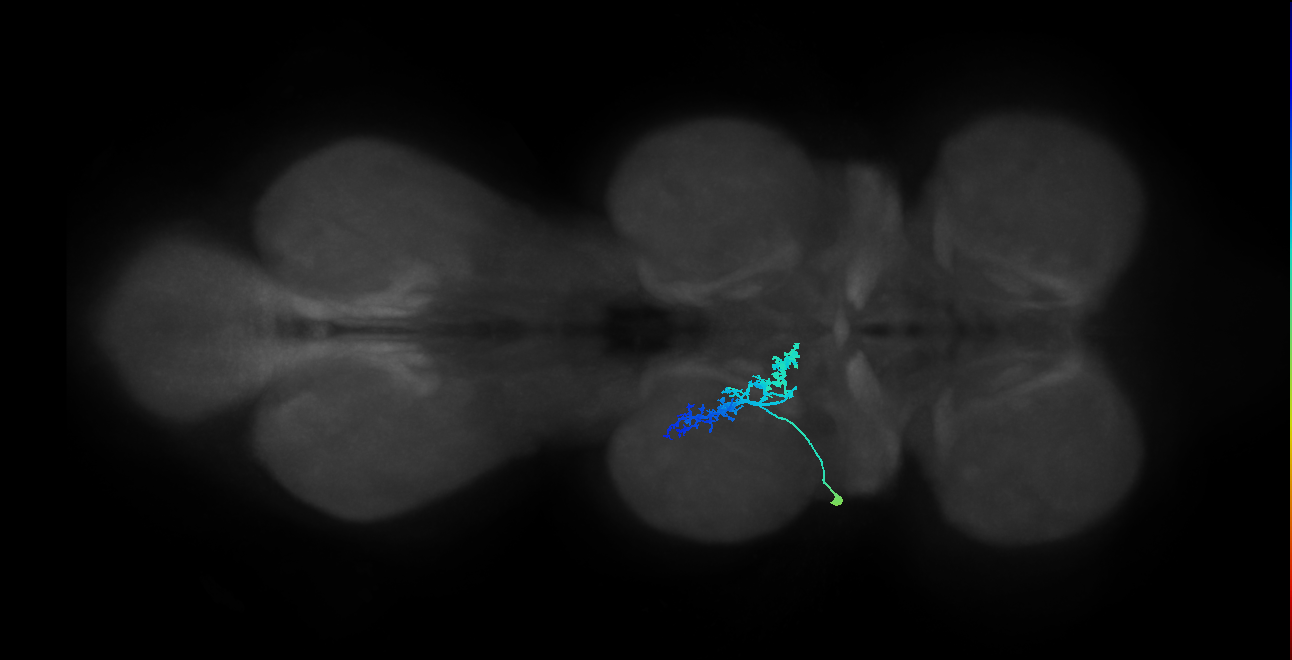 IN09A039_L (MaleCNS:808398)