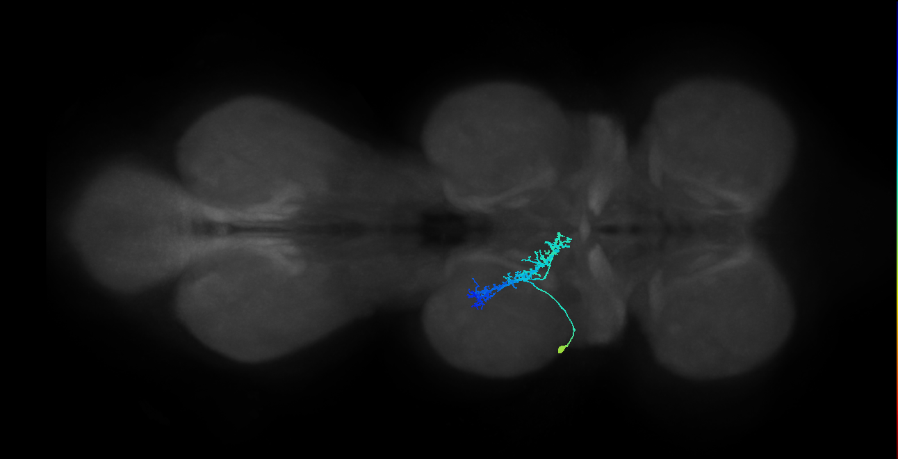 IN09A039_L (MaleCNS:908573)