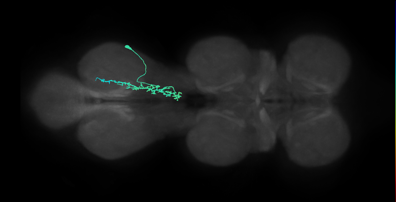 IN09A039_R (MaleCNS:804867)
