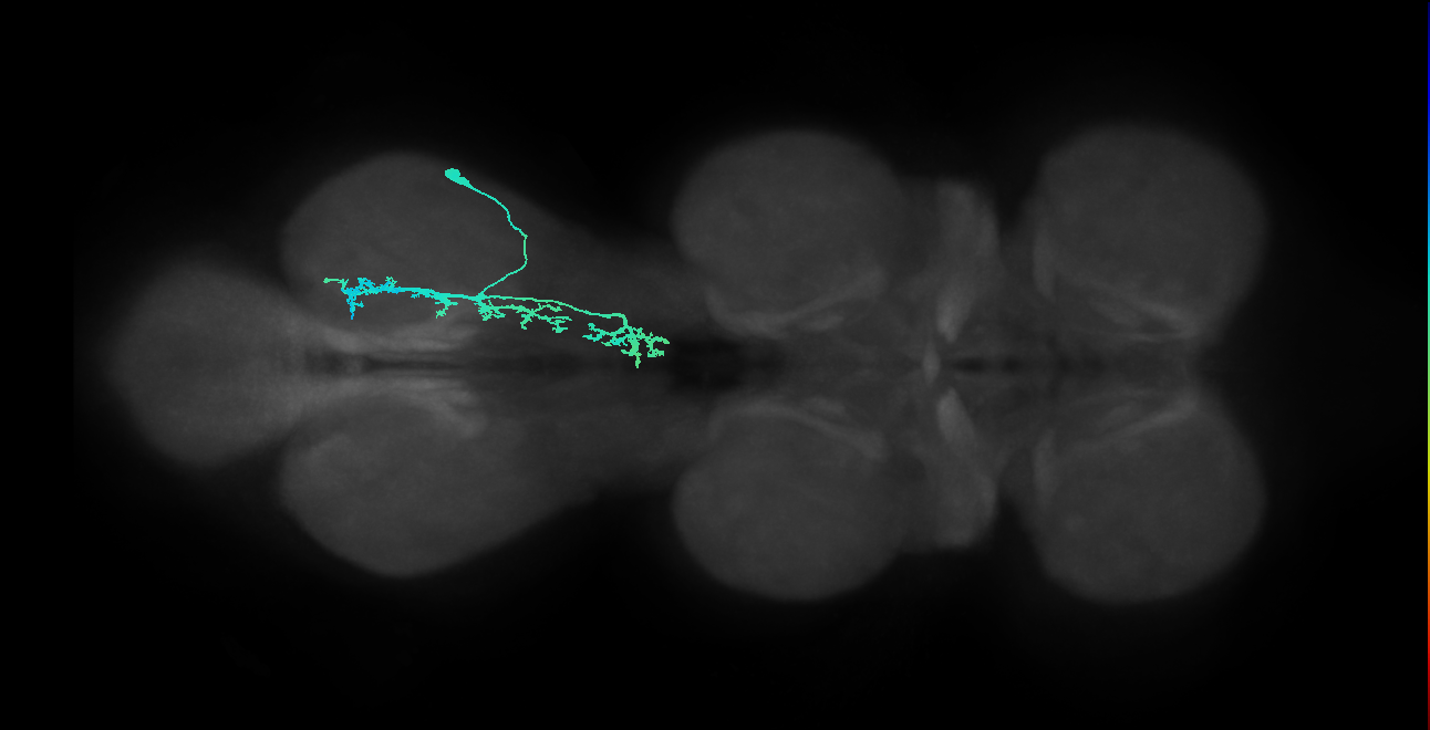 IN09A039_R (MaleCNS:807613)