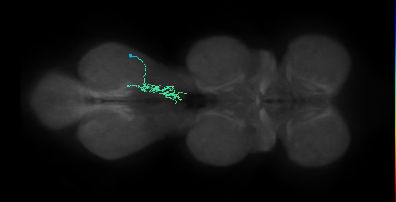 IN09A039_R (MaleCNS:809105)