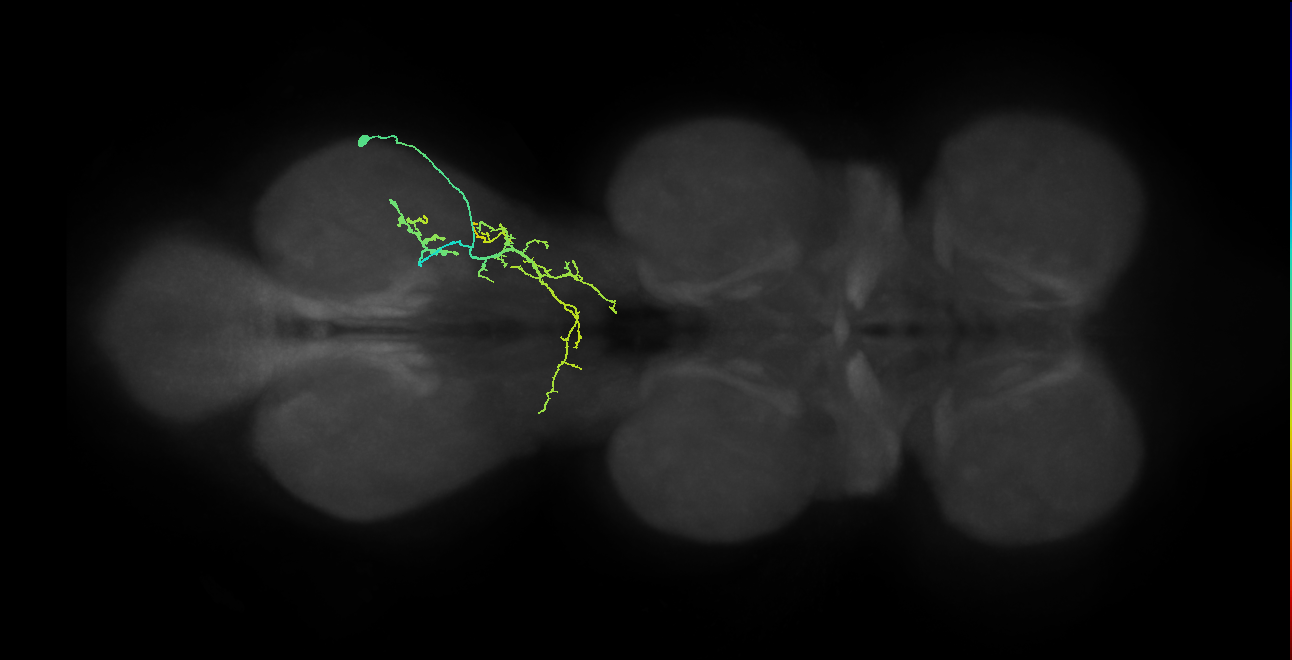 IN09A042_R (MaleCNS:812950)