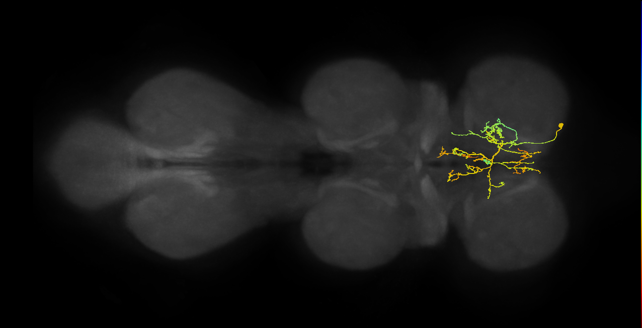 IN09A043_R (MaleCNS:811301)
