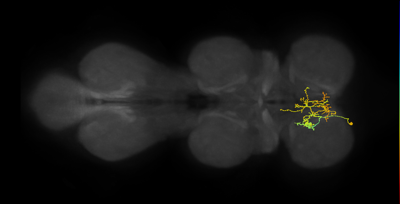 IN09A043_L (MaleCNS:812303)