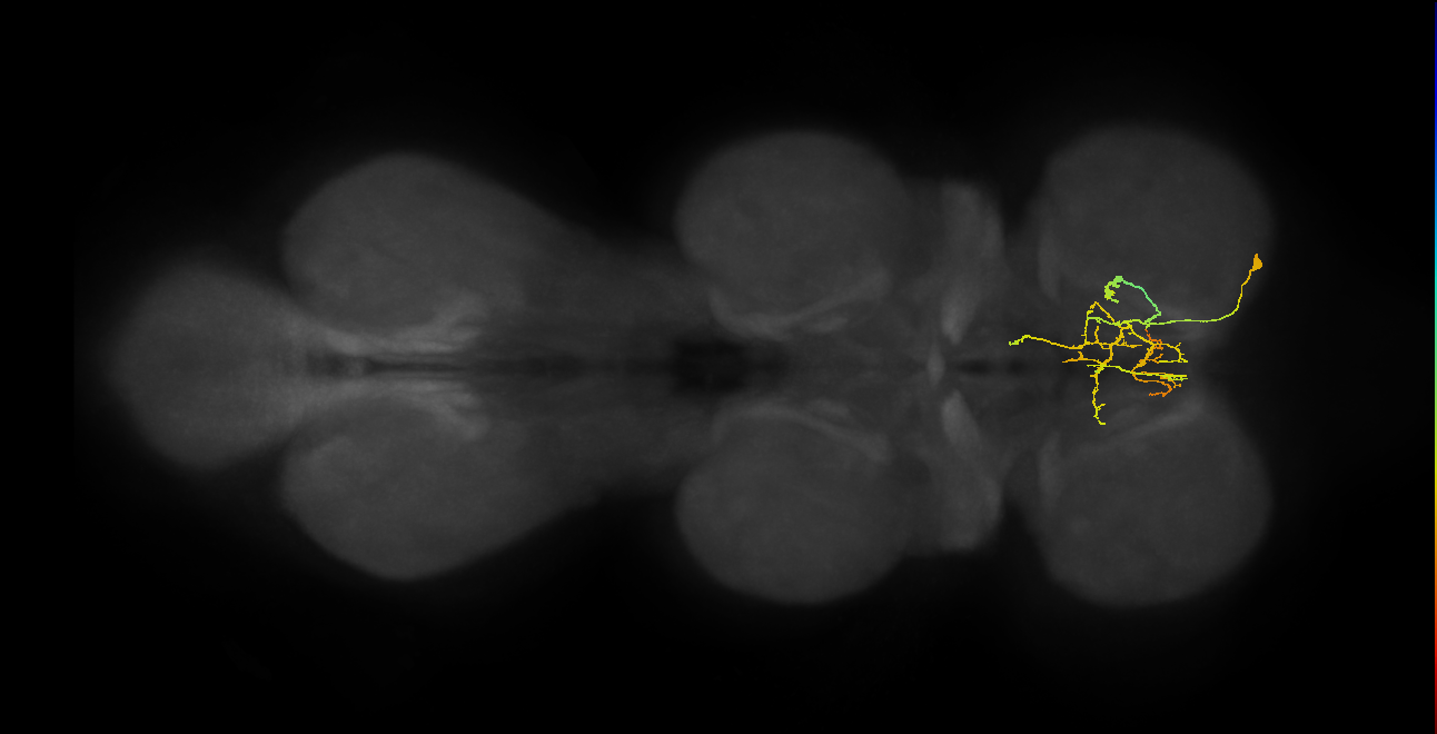 IN09A043_R (MaleCNS:827086)