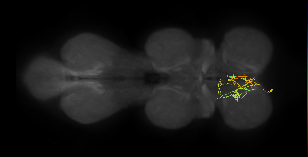 IN09A043_L (MaleCNS:810936)