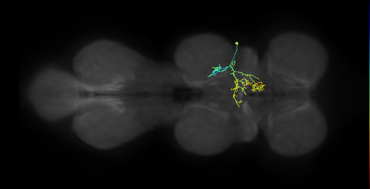 IN09A043_R (MaleCNS:811740)