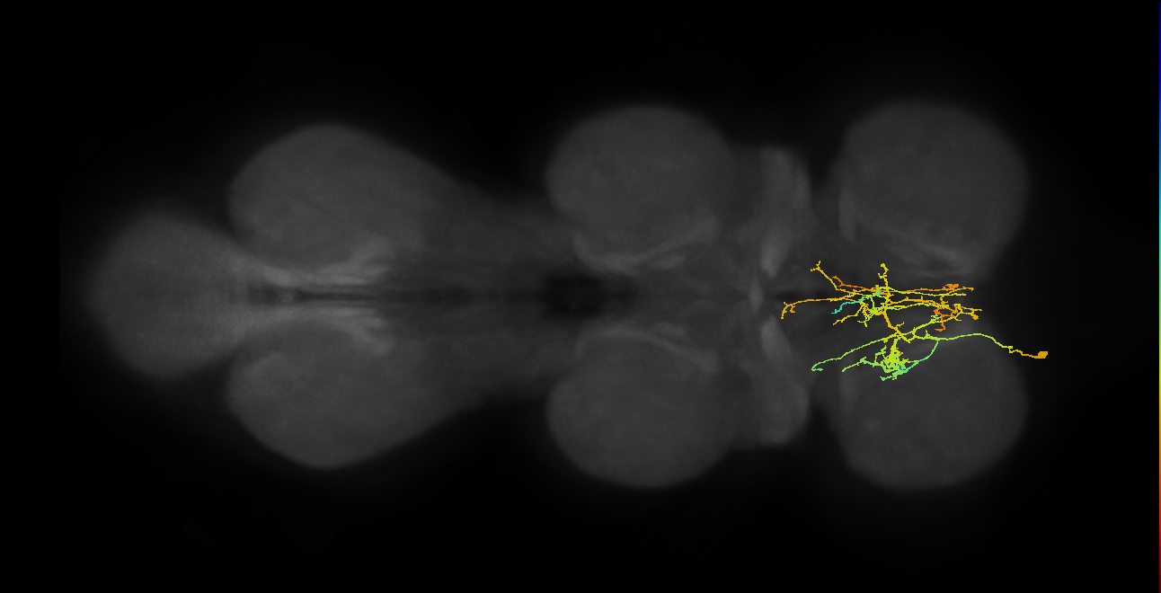 IN09A043_L (MaleCNS:902404)