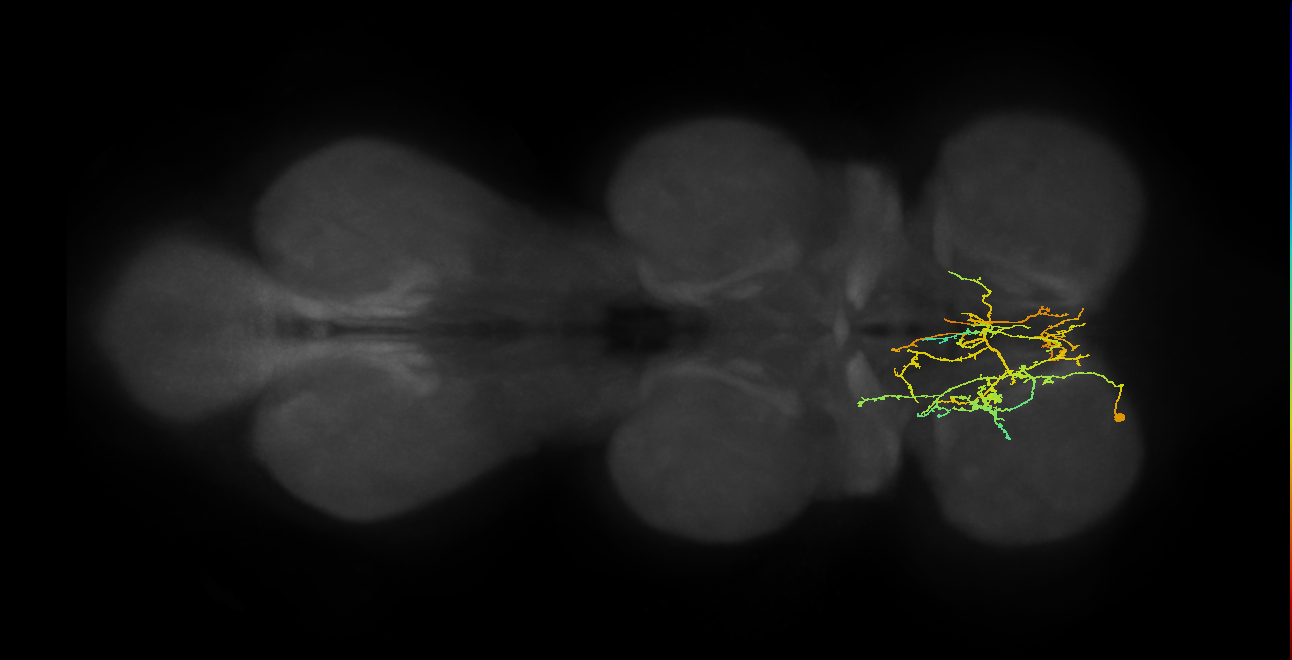 IN09A043_L (MaleCNS:910430)