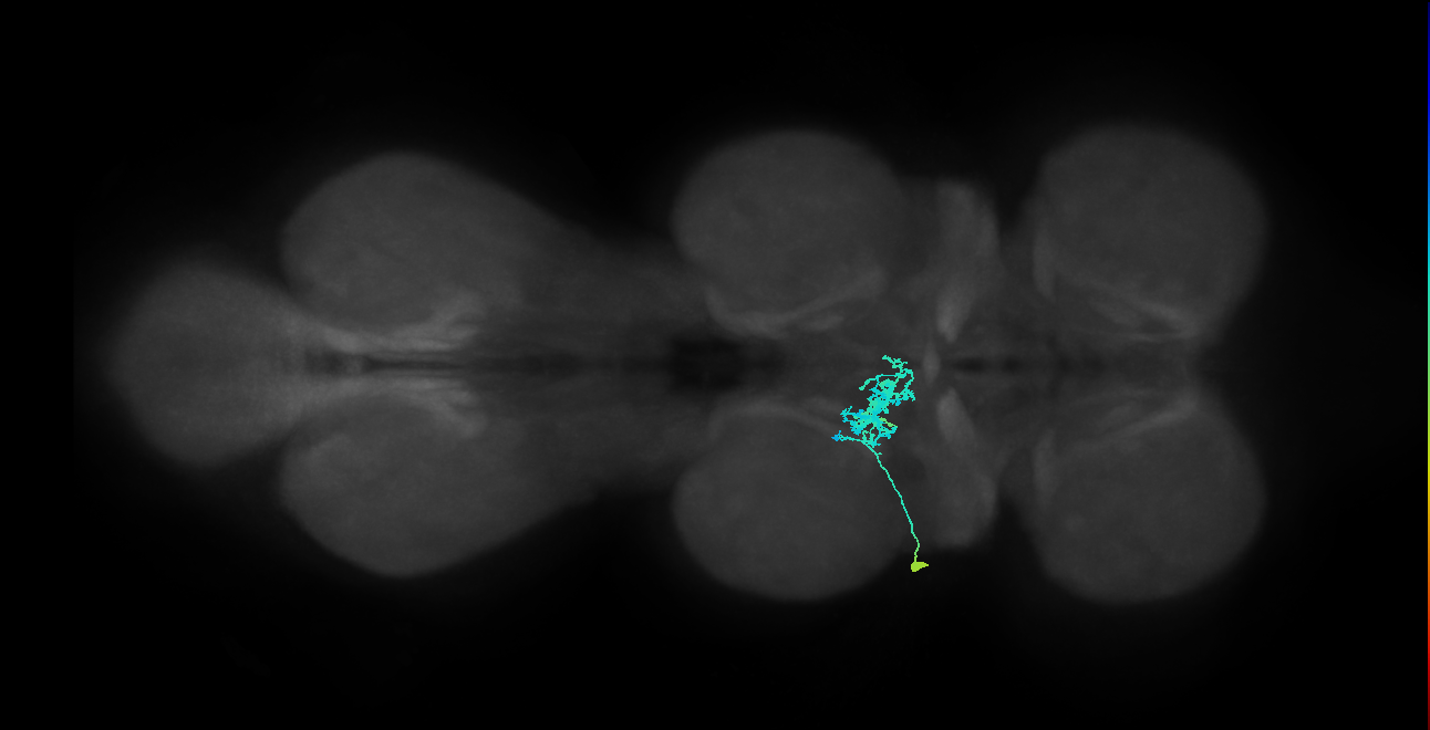 IN09A044_L (MaleCNS:910615)