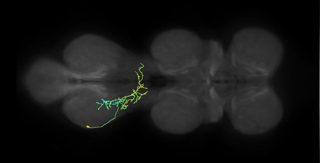 IN09A045_L (MaleCNS:810739)