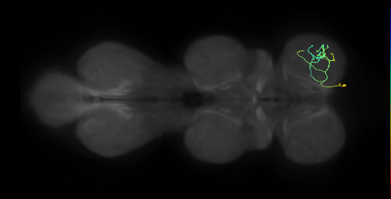 IN09A046_R (MaleCNS:910359)