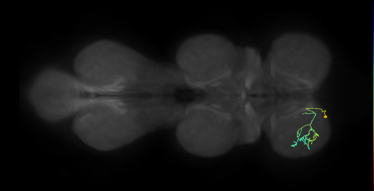 IN09A046_L (MaleCNS:905227)