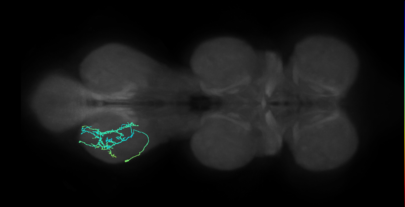 IN09A046_L (MaleCNS:946052)