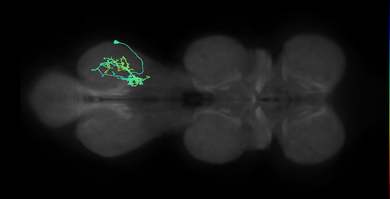 IN09A047_R (MaleCNS:808674)
