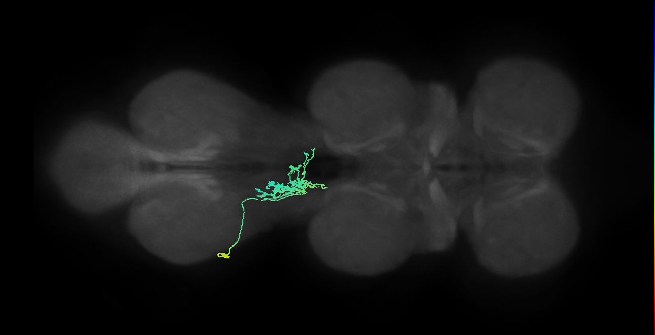 IN09A053_L (MaleCNS:814382)