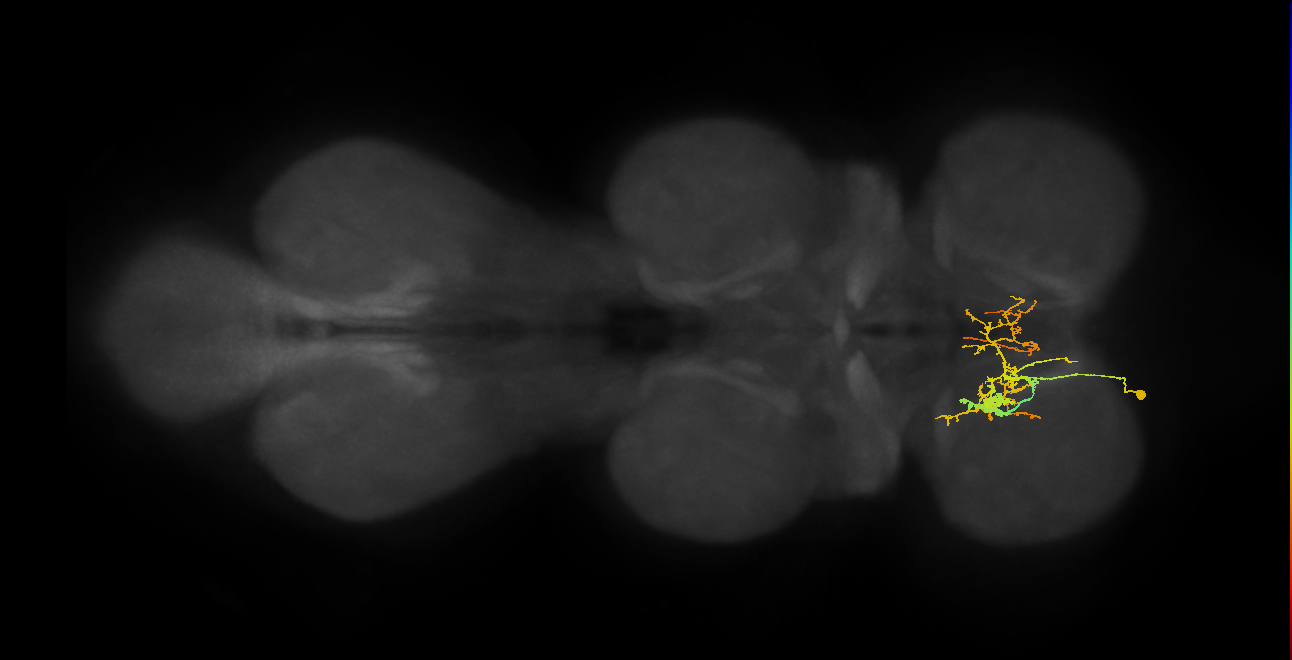 IN09A054_L (MaleCNS:816324)