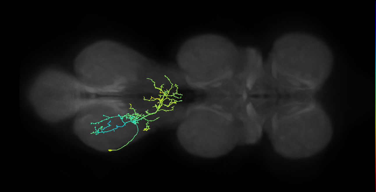 IN09A055_L (MaleCNS:803324)