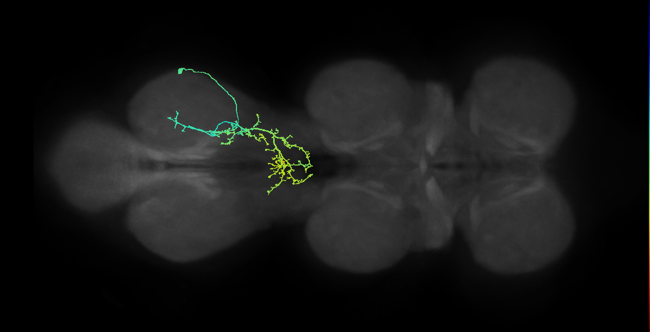 IN09A055_R (MaleCNS:810276)