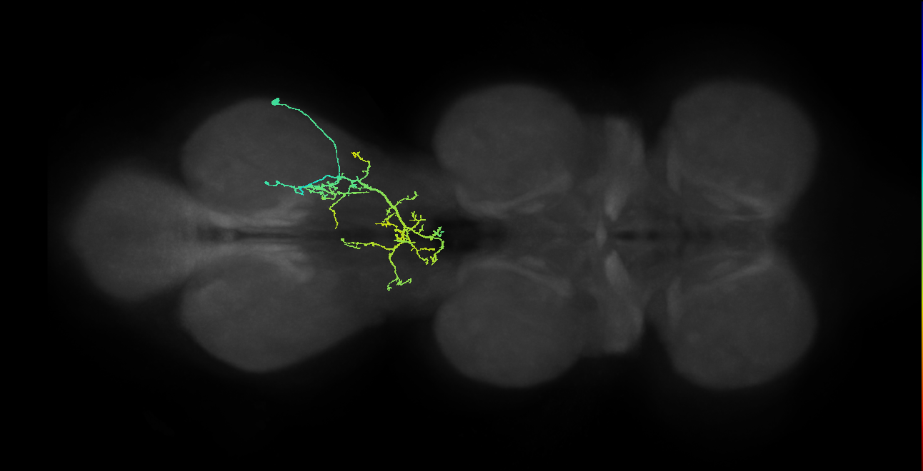 IN09A055_R (MaleCNS:811396)