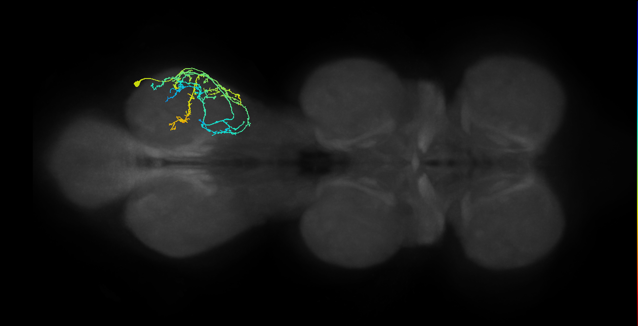 IN09A056_R (MaleCNS:809869)