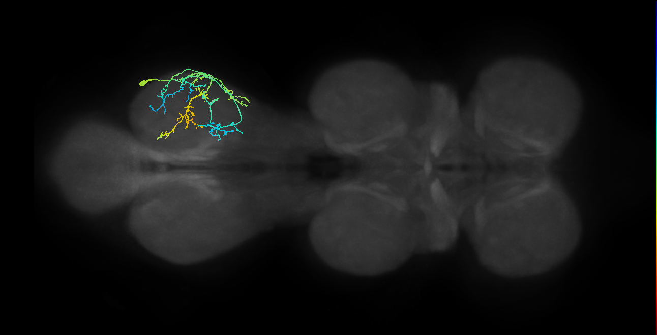 IN09A056,IN09A072_R (MaleCNS:811557)