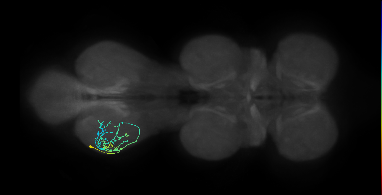IN09A057_L (MaleCNS:813751)
