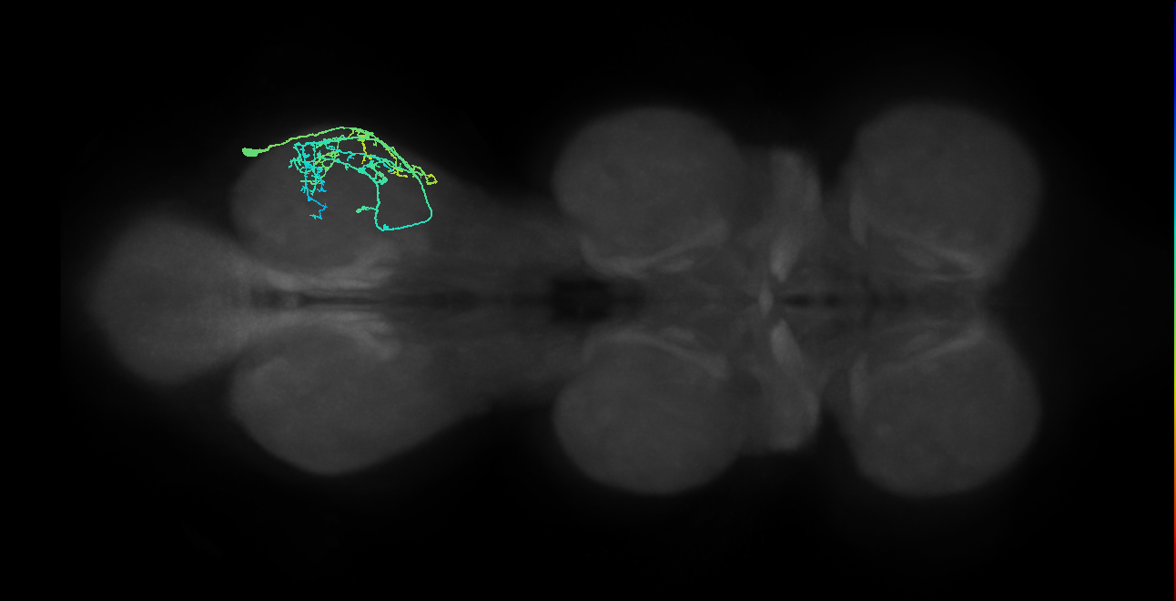 IN09A057_R (MaleCNS:812638)