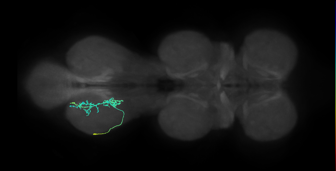 IN09A060_L (MaleCNS:904003)