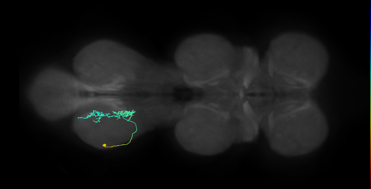 IN09A060_L (MaleCNS:813249)