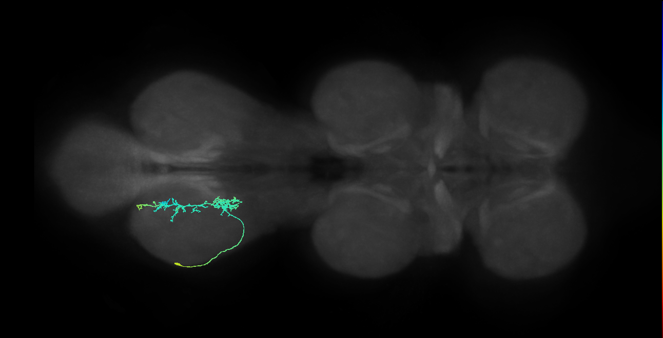 IN09A060_L (MaleCNS:902900)