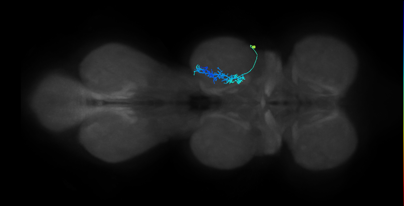 IN09A060_R (MaleCNS:809956)