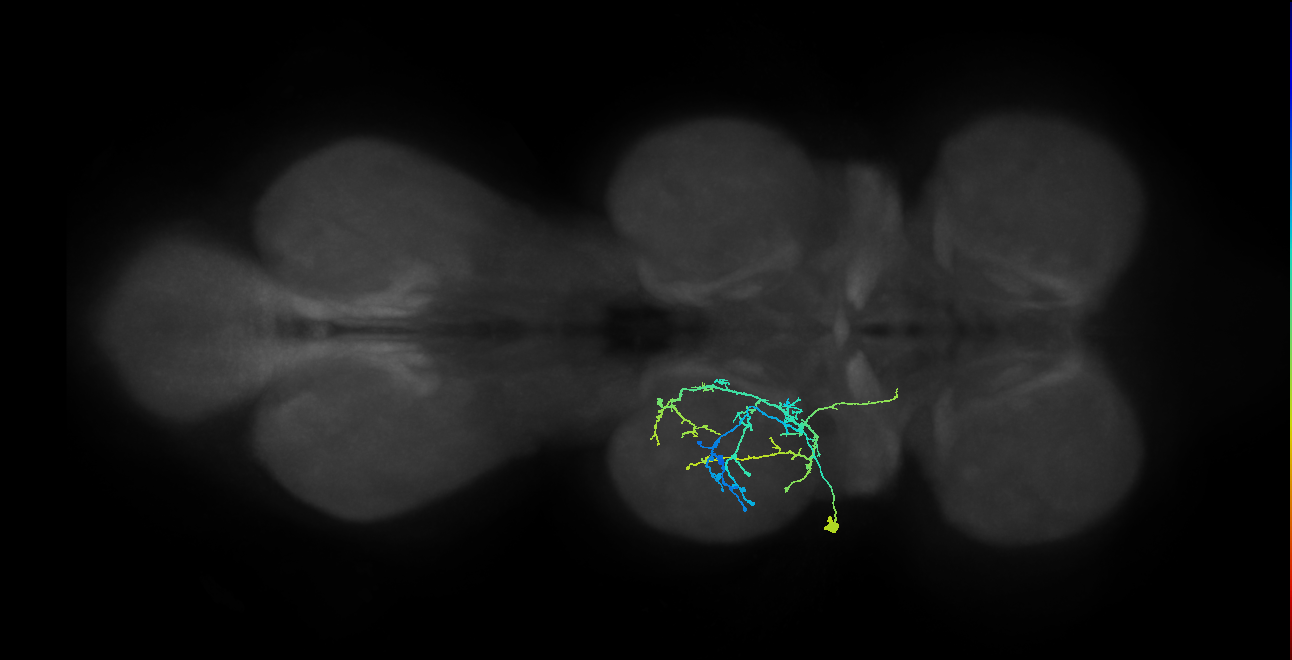 IN09A063_L (MaleCNS:904867)