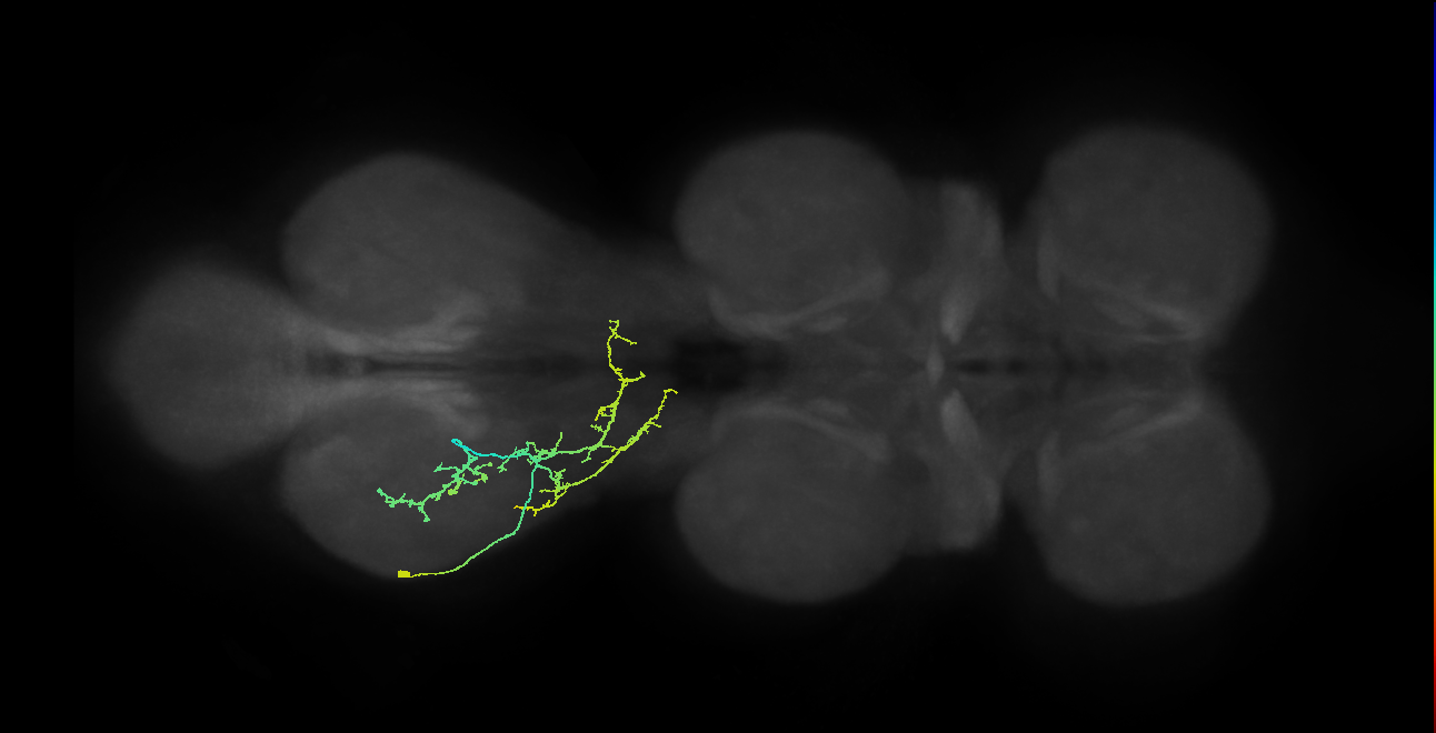 IN09A064_L (MaleCNS:810819)