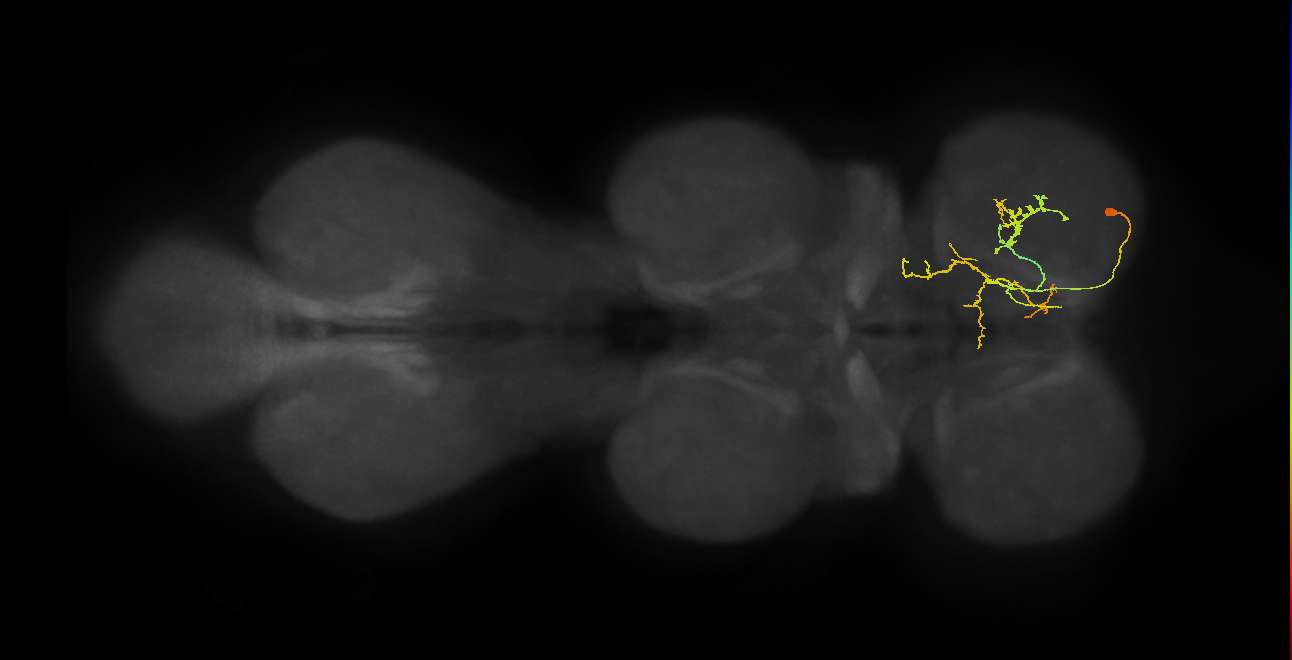 IN09A064_R (MaleCNS:814946)
