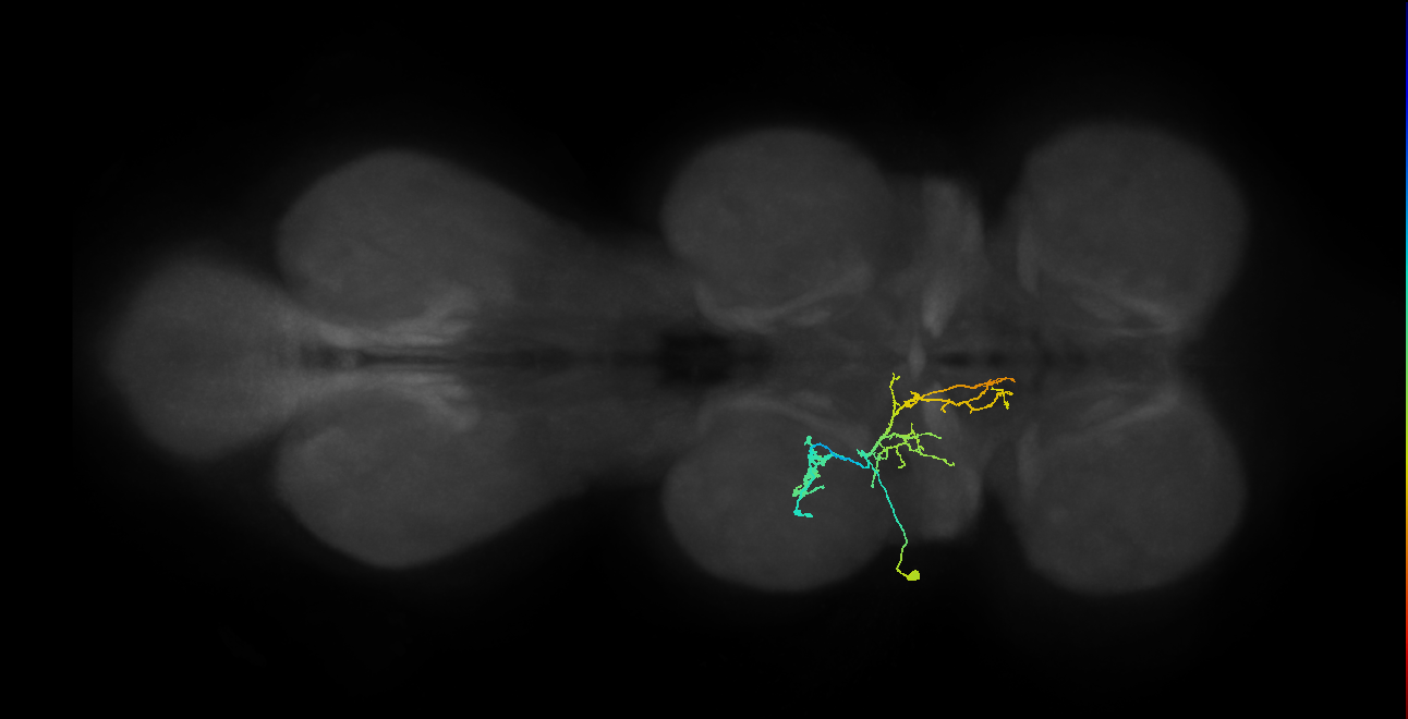 IN09A064_L (MaleCNS:812907)