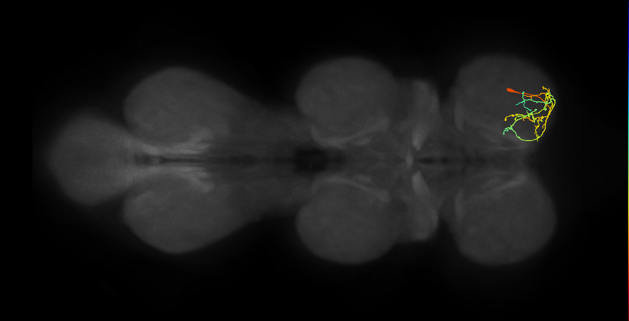 IN09A071_R (MaleCNS:820959)
