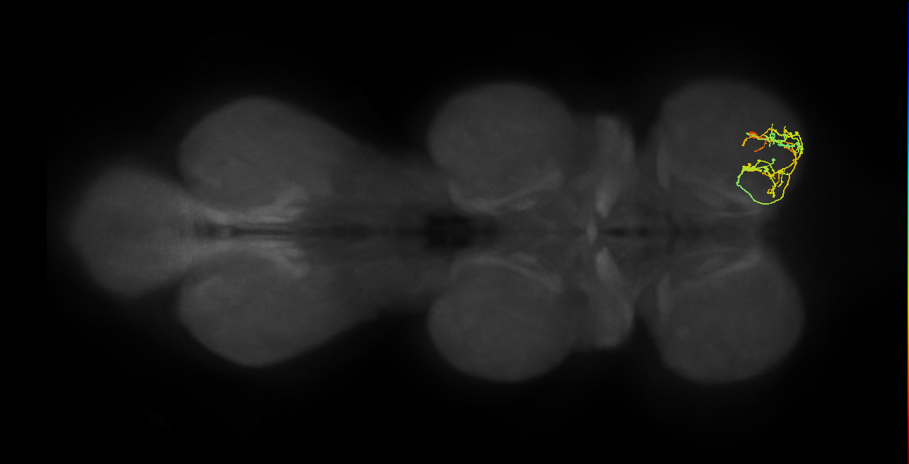 IN09A071_R (MaleCNS:911197)